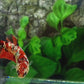 Red Koi Copper Purple Gold Galaxy HMPK Female For Sorority Tank/Breed