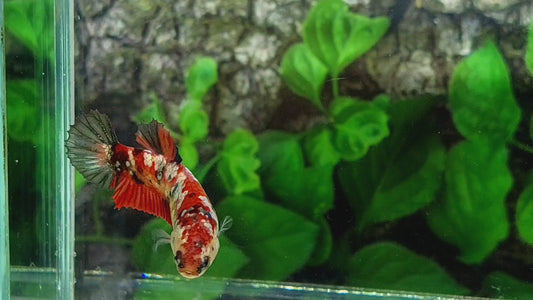 Red Koi Copper Purple Gold Galaxy HMPK Female For Sorority Tank/Breed