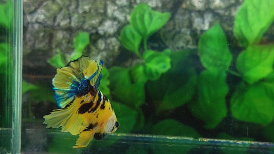 ShortBody ( BONSAI ) Yellow Tiger Galaxy HMPK Male