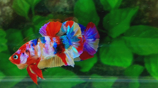 Multicolor Galaxy HMPK Male