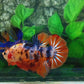 Multicolor Candy Galaxy GIANT HMPK Male