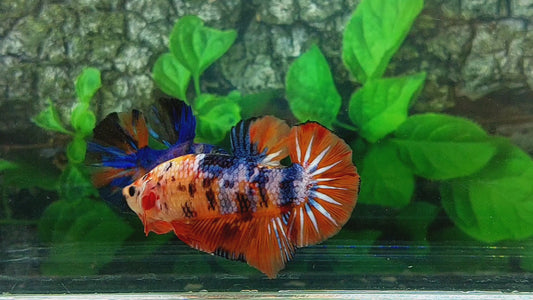 Multicolor Candy Galaxy GIANT HMPK Male