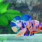 Multicolor Candy Purple Pink Galaxy HMPK Male