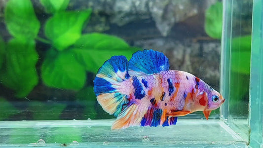 Multicolor Candy Purple Pink Galaxy HMPK Male