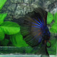 Blue Black Halfmoon Male