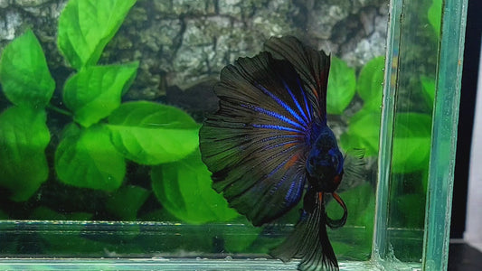 Blue Black Halfmoon Male