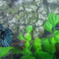 Black Star Avatar Gray Gordon HMPK Female For Sorority Tank/Breed