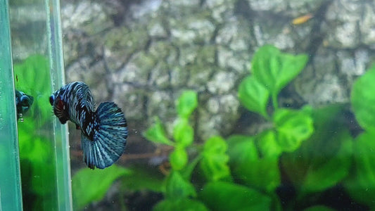 Black Star Avatar Gray Gordon HMPK Female For Sorority Tank/Breed