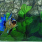 Yellow Galaxy Tiger HMPK Male