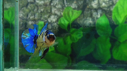 Yellow Galaxy Tiger HMPK Male