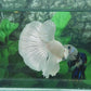 Platinum White Solid Halfmoon Male