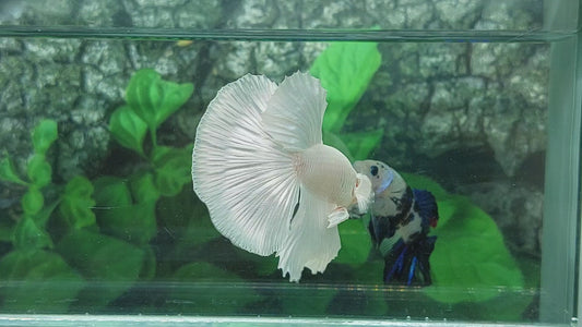 Platinum White Solid Halfmoon Male