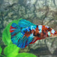 Multicolor Galaxy Halfmoon Female For Sorority Tank/Breed