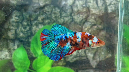 Multicolor Galaxy Halfmoon Female For Sorority Tank/Breed