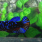 Black Star Blue Avatar Gordon HMPK Female For Sorority Tank/Breed