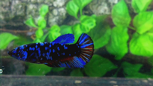 Black Star Blue Avatar Gordon HMPK Female For Sorority Tank/Breed