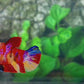 Multicolor Galaxy HMPK Female For Sorority Tank/Breed