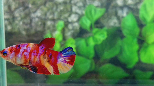 Multicolor Galaxy HMPK Female For Sorority Tank/Breed