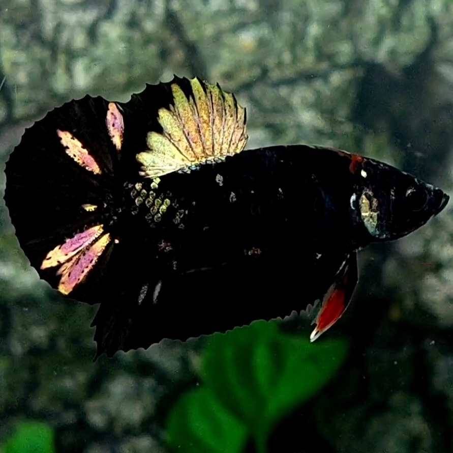 Black Star Copper Gold Purple HMPK Male