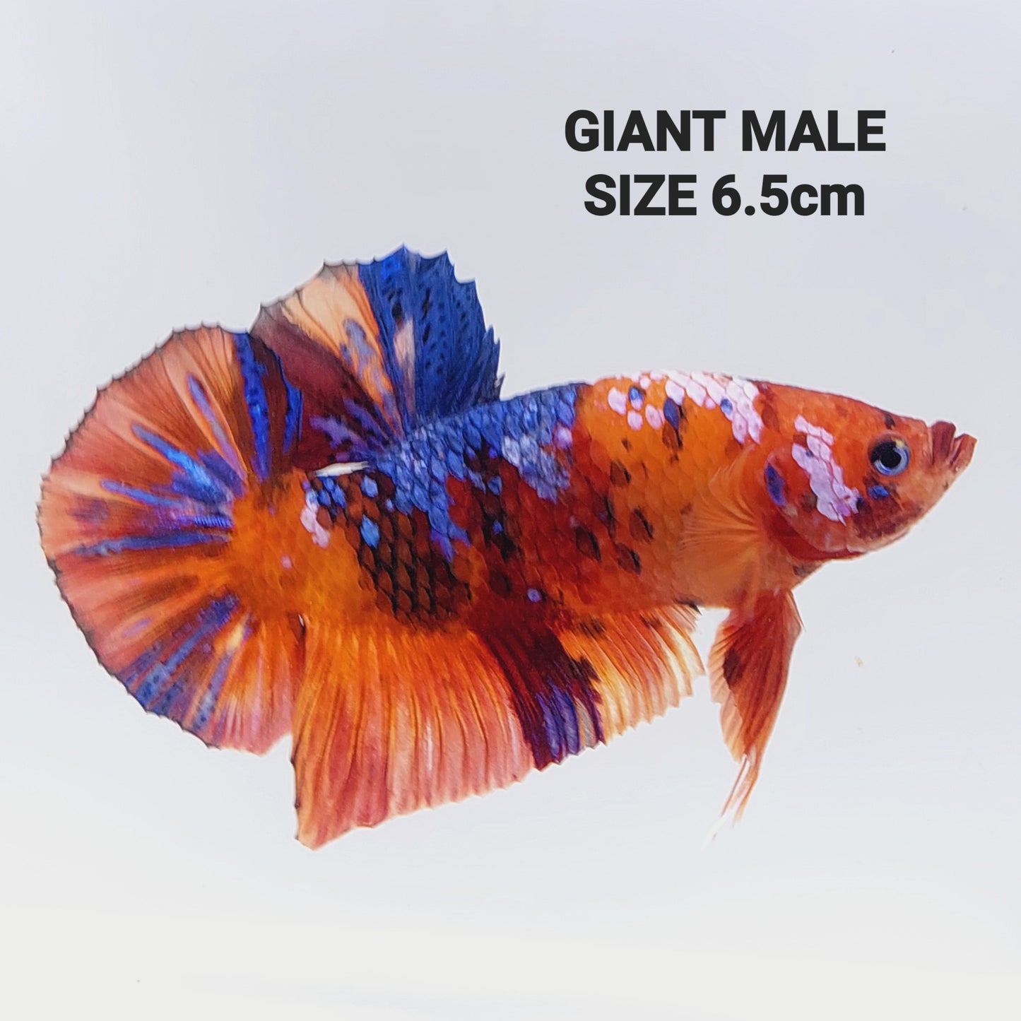 Naranja Koi Galaxy GIGANTE HMPK Macho