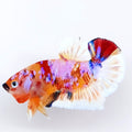 Multicolor Pink Galaxy HMPK Male