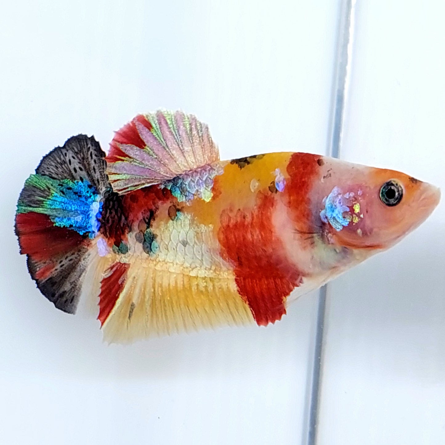 Multicolor Koi Galaxy HMPK Female For Sorority Tank/Breed