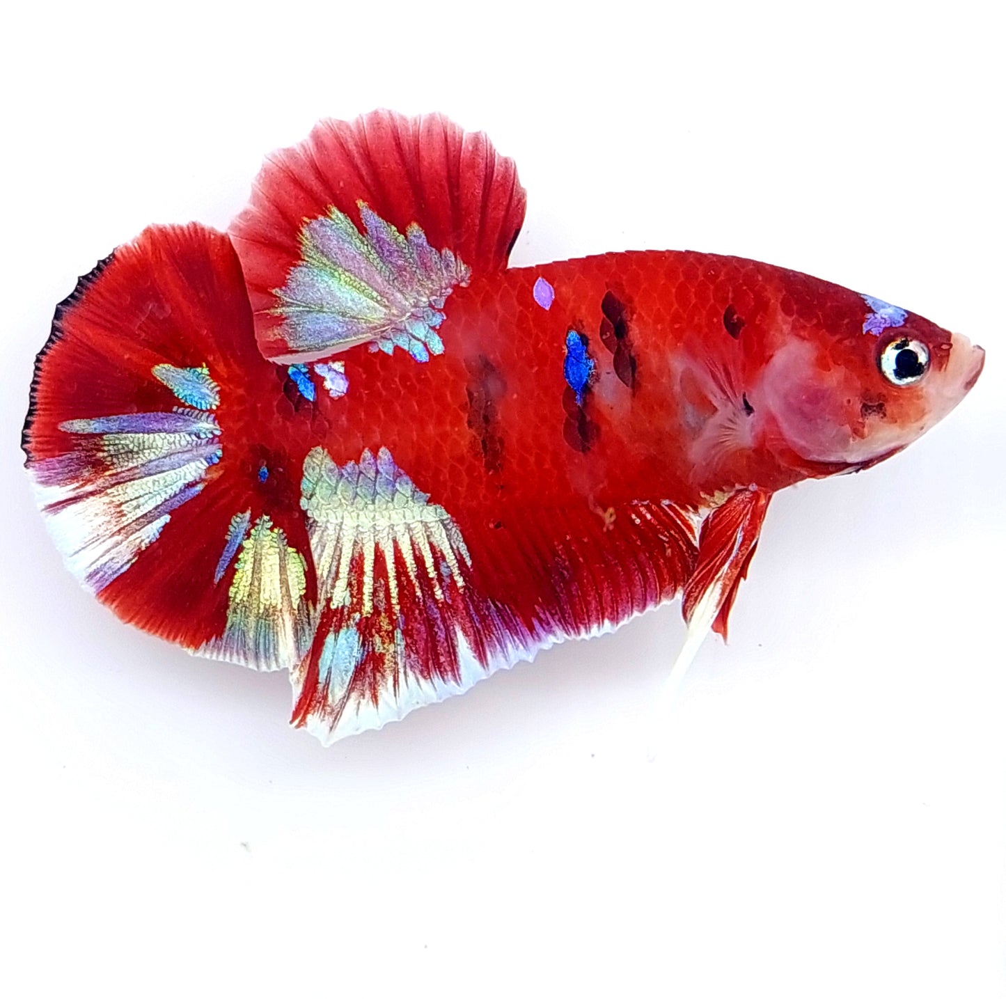 Rojo Koi Galaxy HMPK Macho