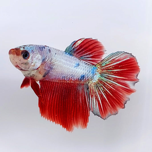 Hembra Red Fancy Halfmoon para tanque/raza de hermandad