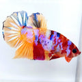 Multicolor Pink Galaxy HMPK Male