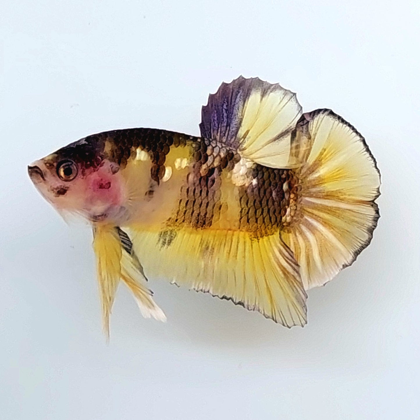 Yellow Koi Copper Gold Galaxy HMPK Male