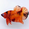 オレンジ色の鯉 HMPK オス