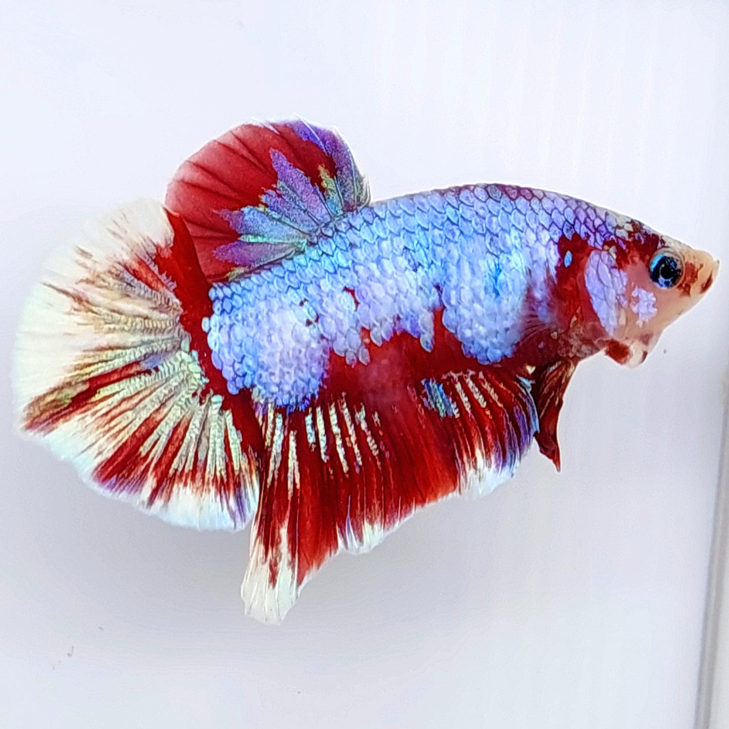 Macho Koi HMPK Multicolor