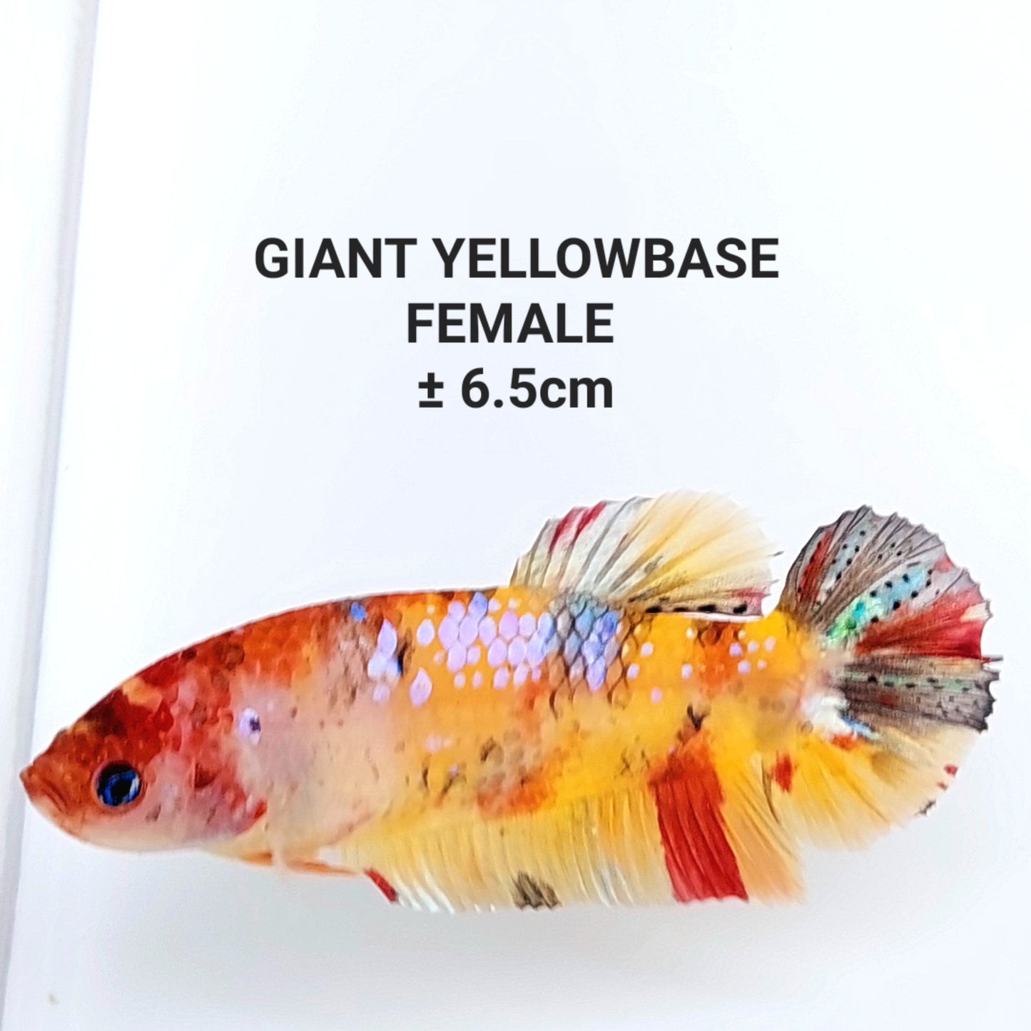 Yellowbase Multicolor Koi Galaxy GIANT HMPK Female For Sorority Tank/Breed