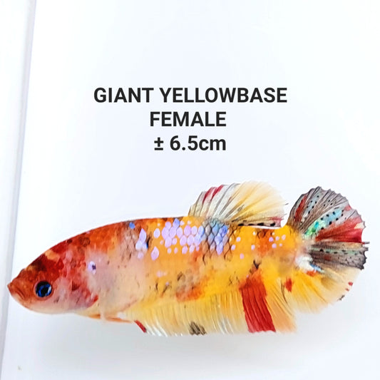 Yellowbase Multicolor Koi Galaxy GIANT HMPK hembra para hermandad de mujeres tanque/raza
