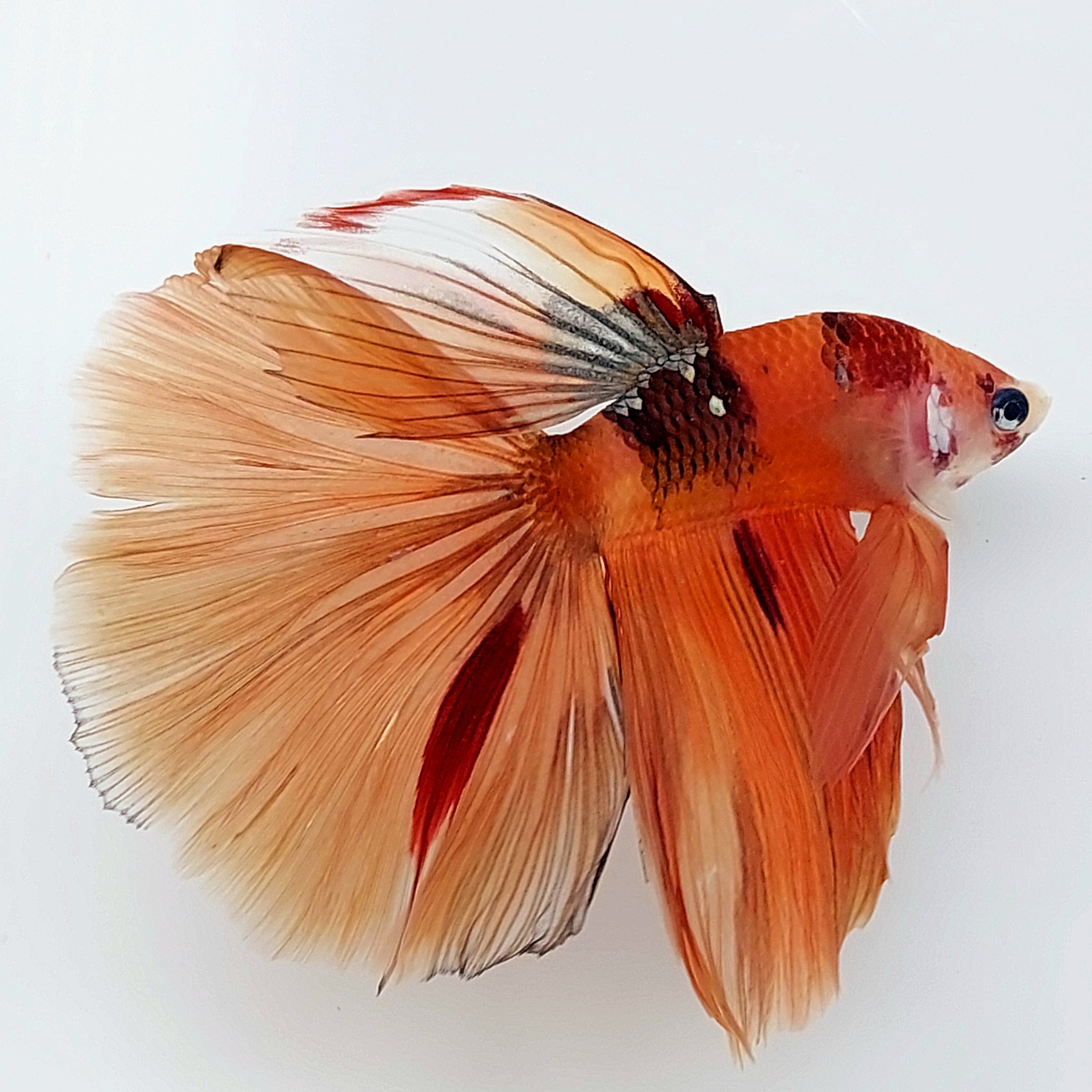 Orange Koi Tiger Halfmoon Male