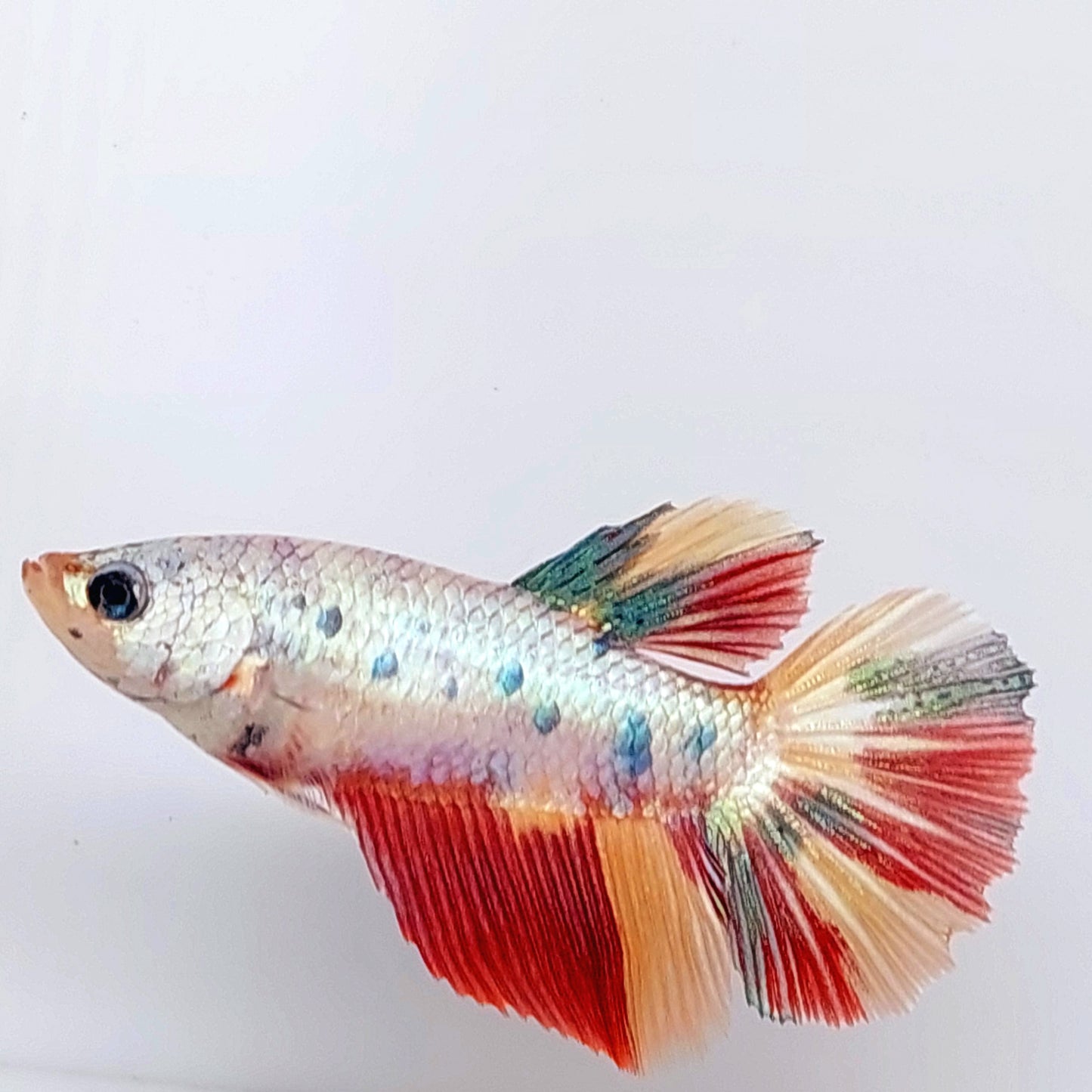 Multicolor Candy Halfmoon Female For Sorority Tank/Breed