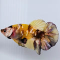 Amarillo Cobre Dorado Koi Galaxy HMPK Macho