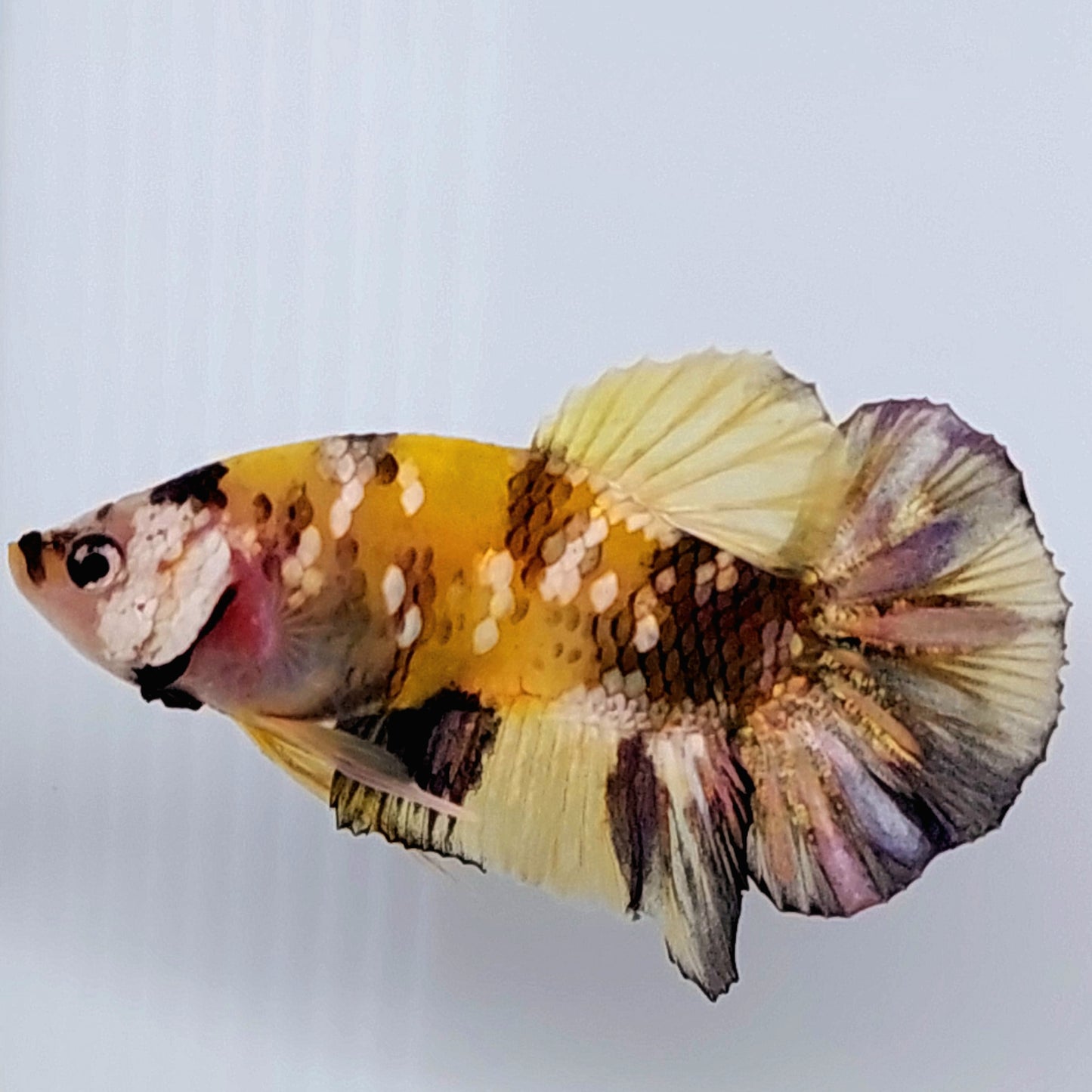 Yellow Copper Gold Koi Galaxy HMPK Male