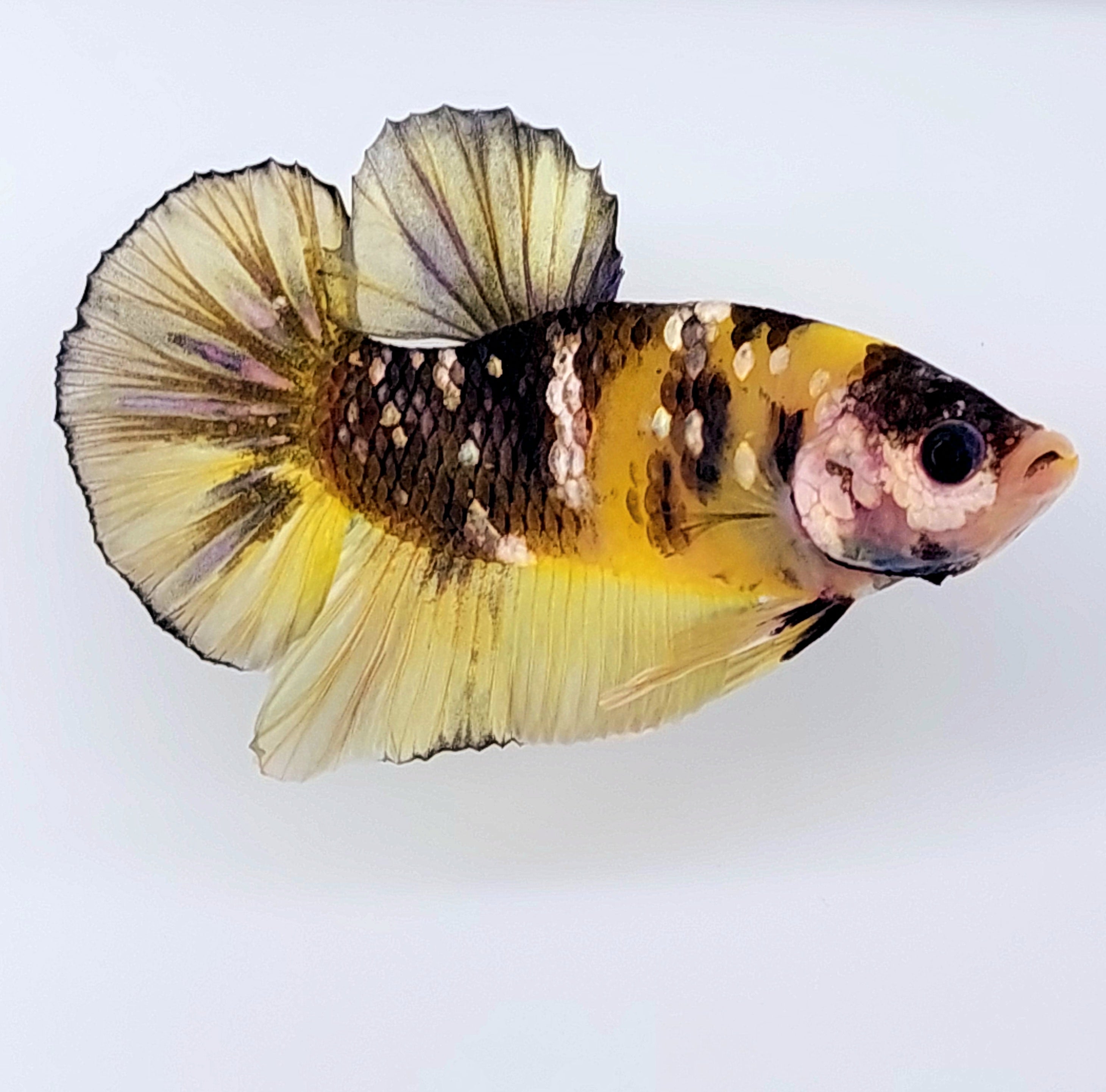 Yellow Tiger Copper Gold Koi Galaxy HMPK Male
