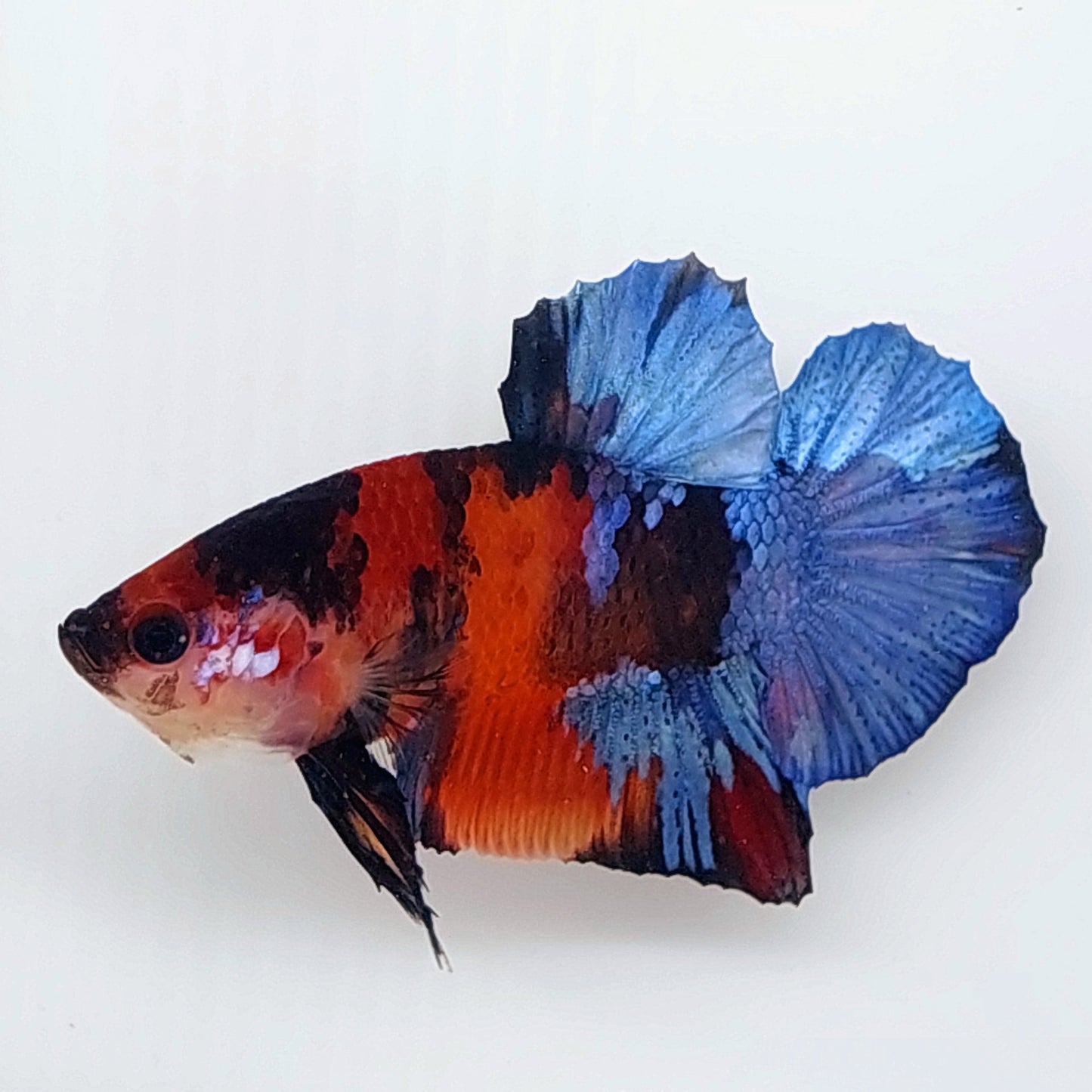 Tigre multicolor Koi Galaxy HMPK Macho