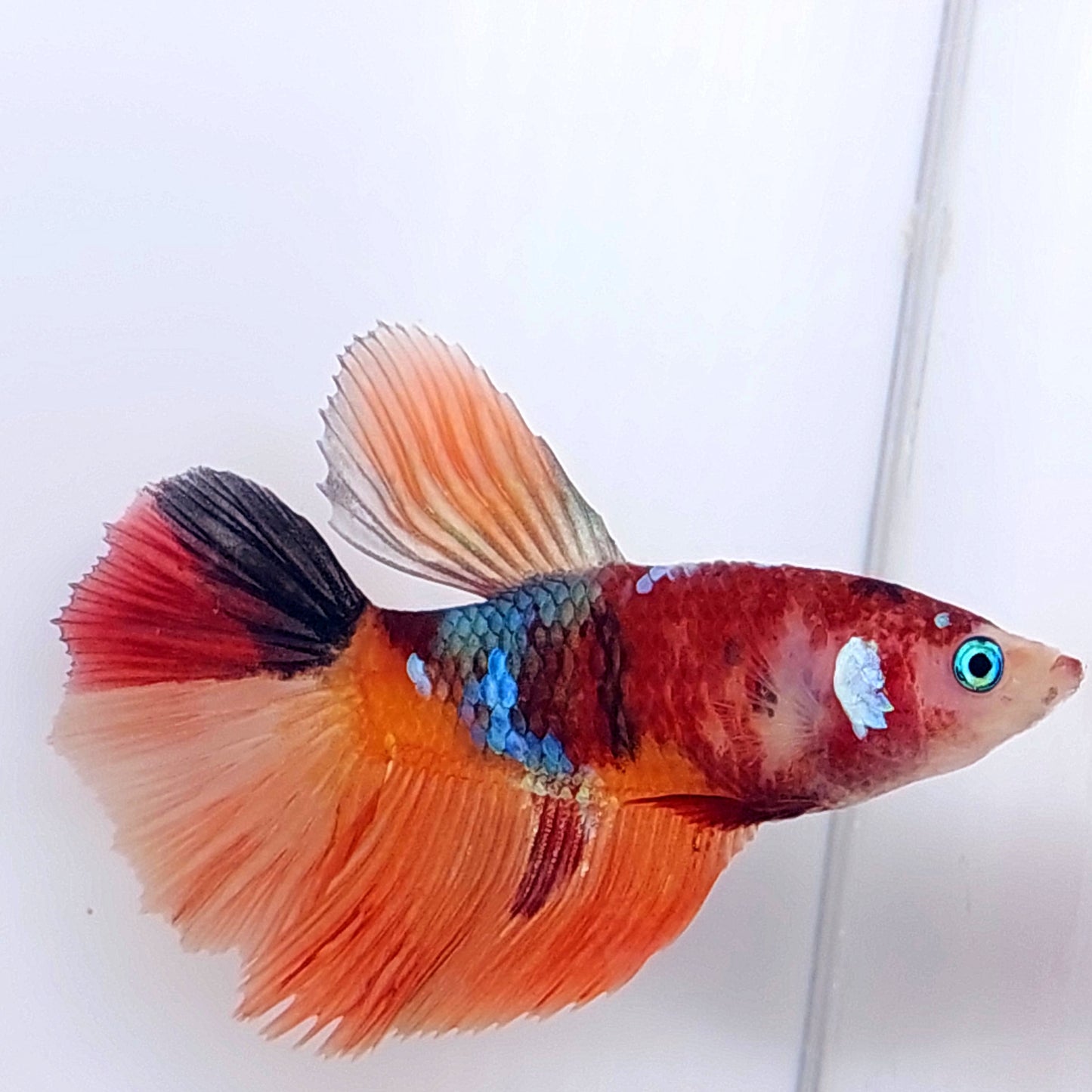 Multicolor Koi Galaxy Halfmoon Female For Sorority Tank/Breed