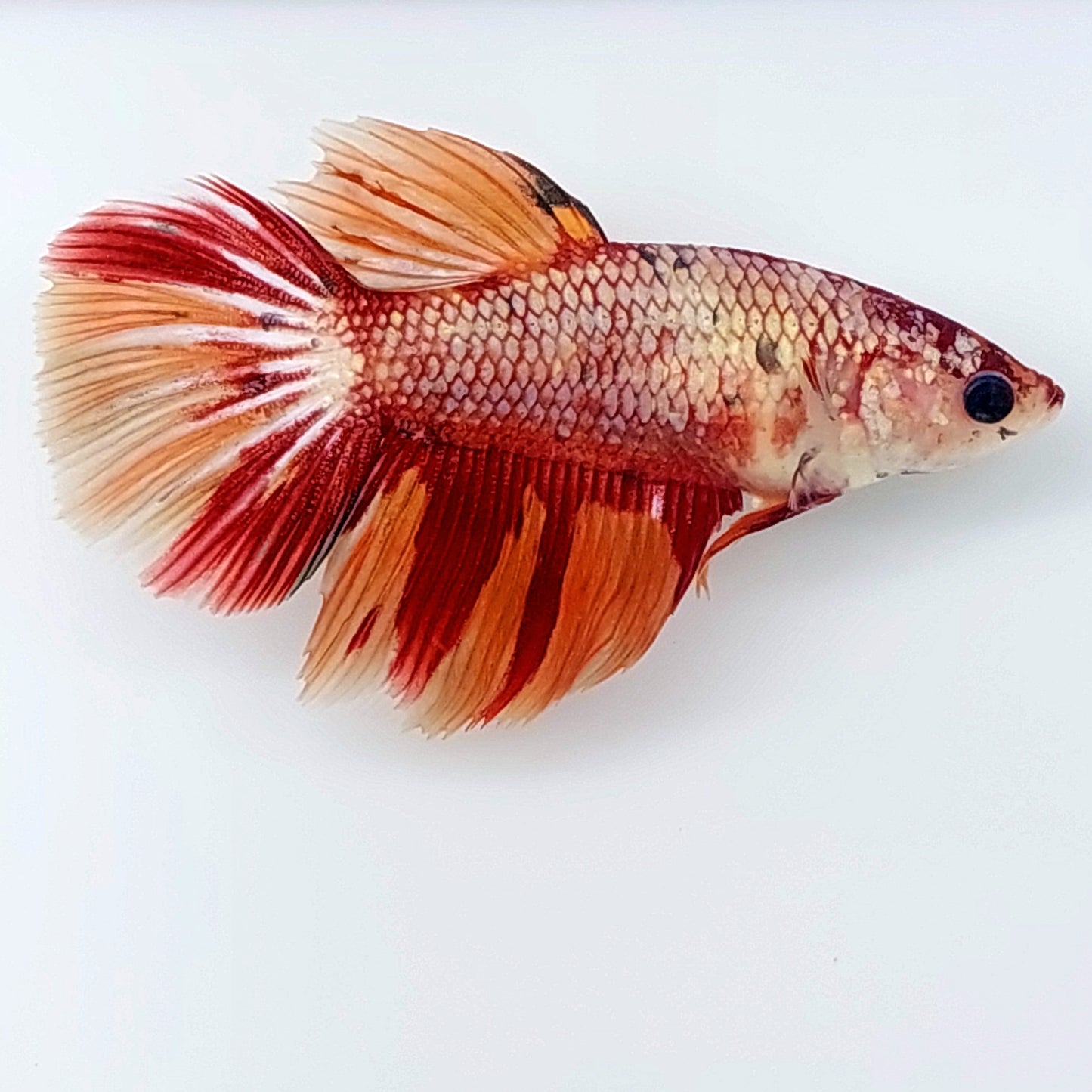 Copper Candy Halfmoon Female For Sorority Tank/Breed