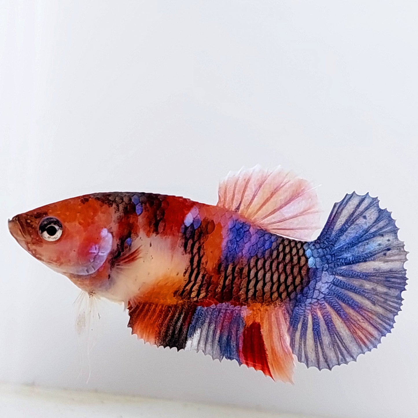 Multicolor Koi Galaxy HMPK Female For Sorority Tank/Breed