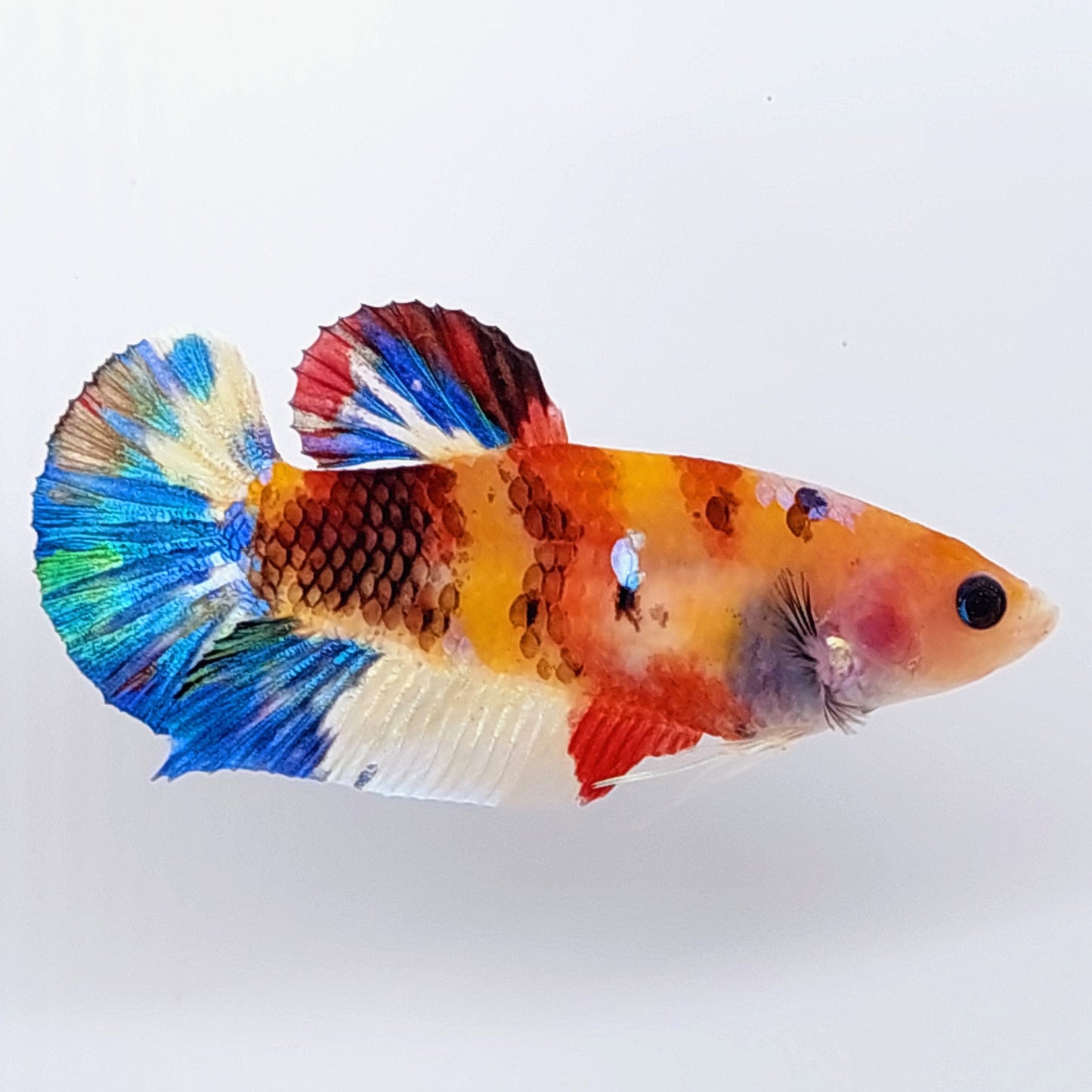 Multicolor Koi Galaxy HMPK Female For Sorority Tank/Breed