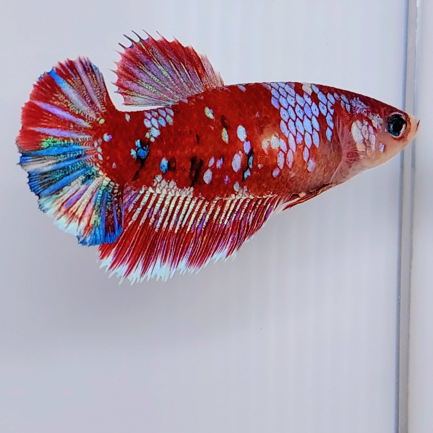 Red Galaxy HMPK Female For Sorority Tank/Breed