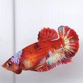 Red Galaxy HMPK Female For Sorority Tank/Breed