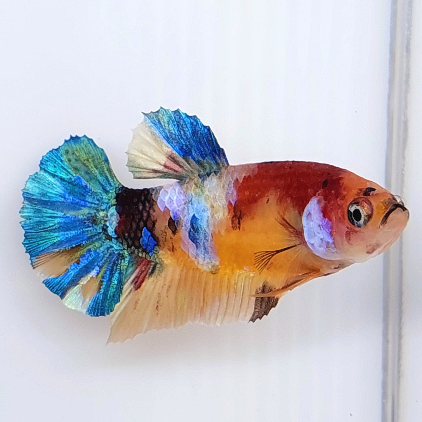 Multicolor Koi Galaxy HMPK hembra para hermandad de mujeres tanque/raza