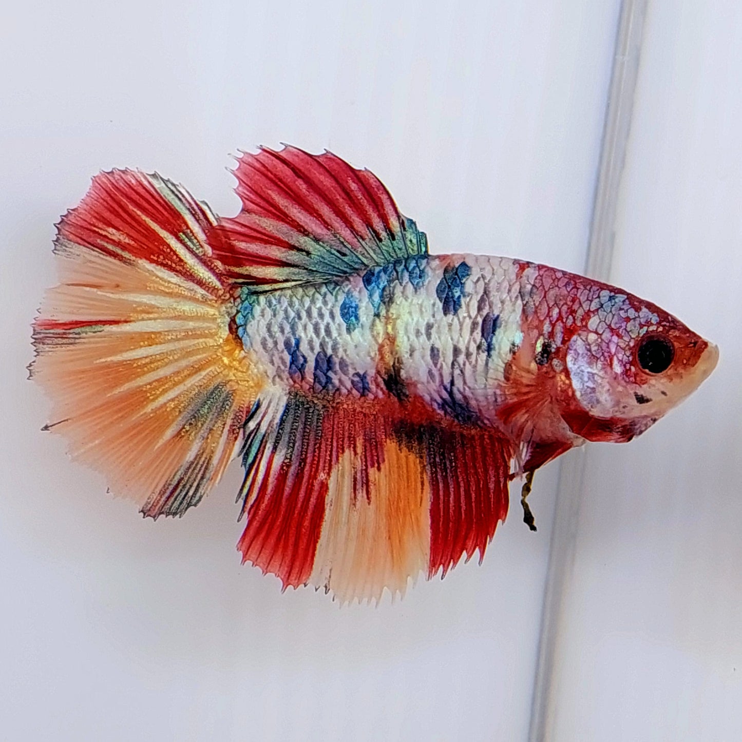 Multicolor Candy Halfmoon Female For Sorority Tank/Breed