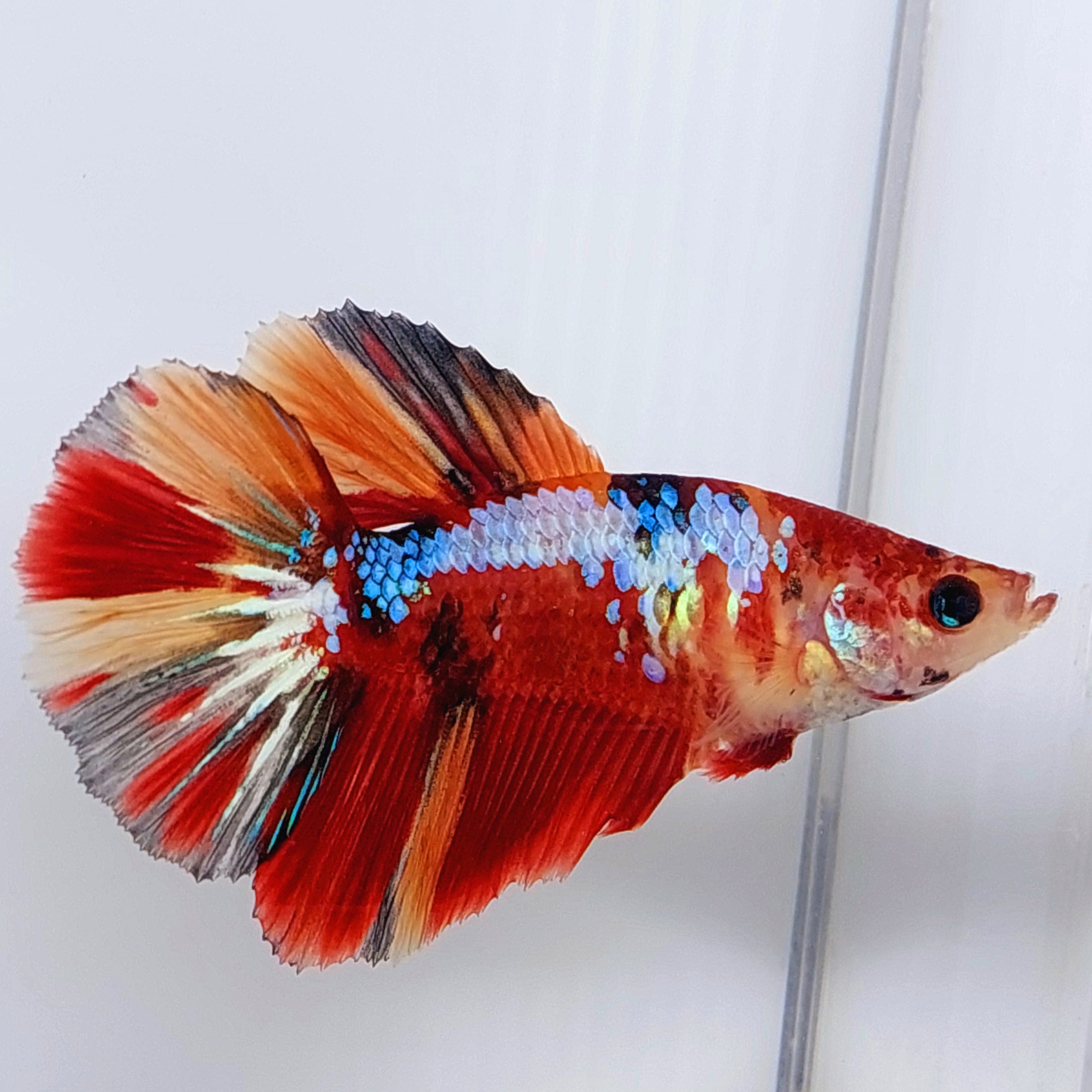 Multicolor Koi Galaxy Halfmoon Female For Sorority Tank/Breed