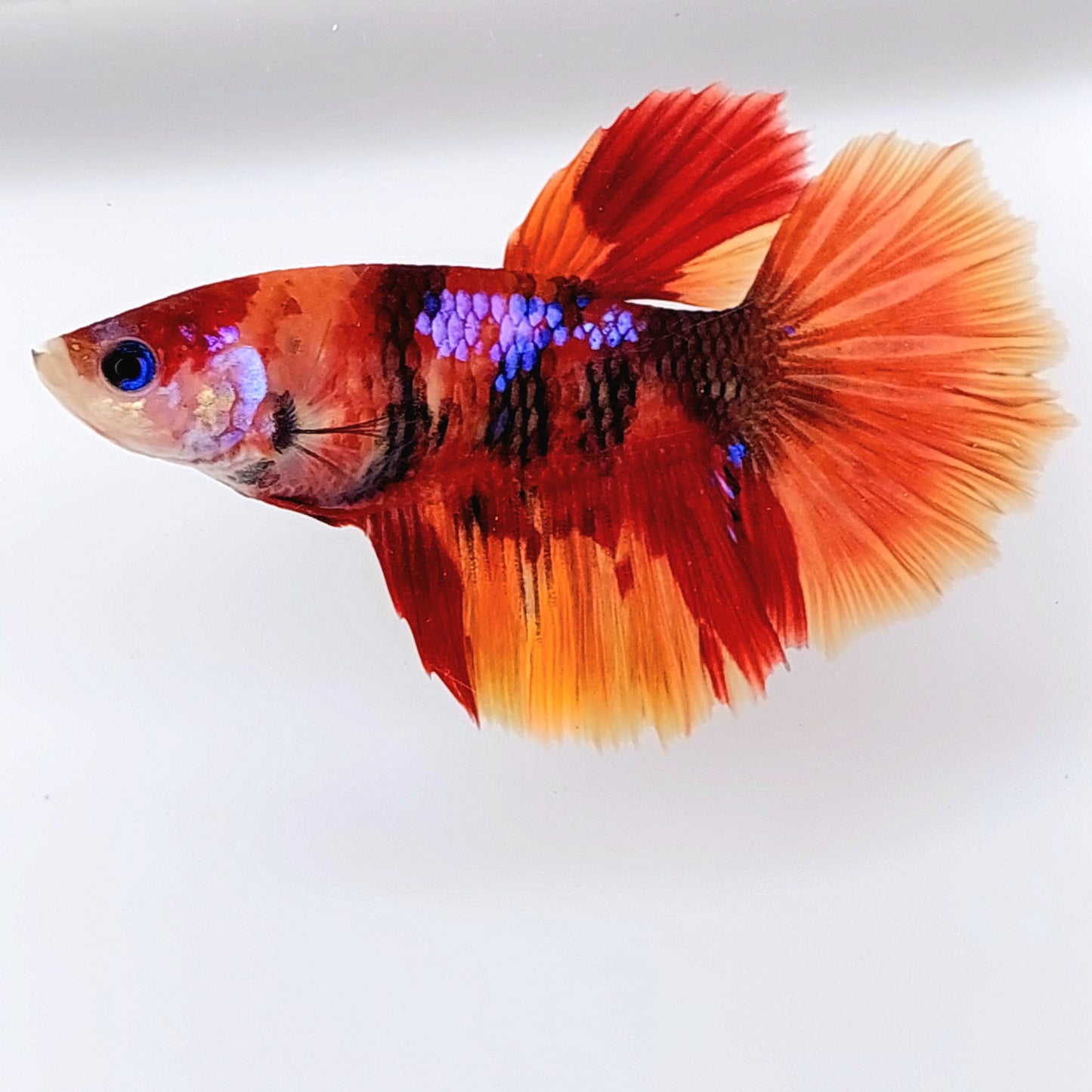 Multicolor Candy Tiger Galaxy Halfmoon Female For Sorority Tank/Breed